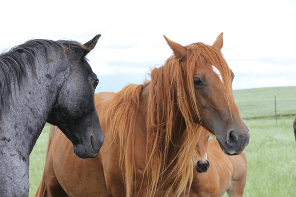Long Quarter Horses