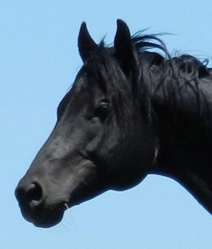 Mailloux Quarter Horses