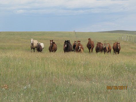 Shield Five Quarter Horses