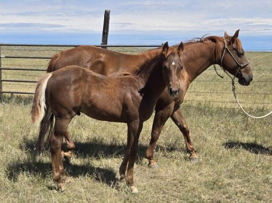Lot 16 - Oles Red Cat
