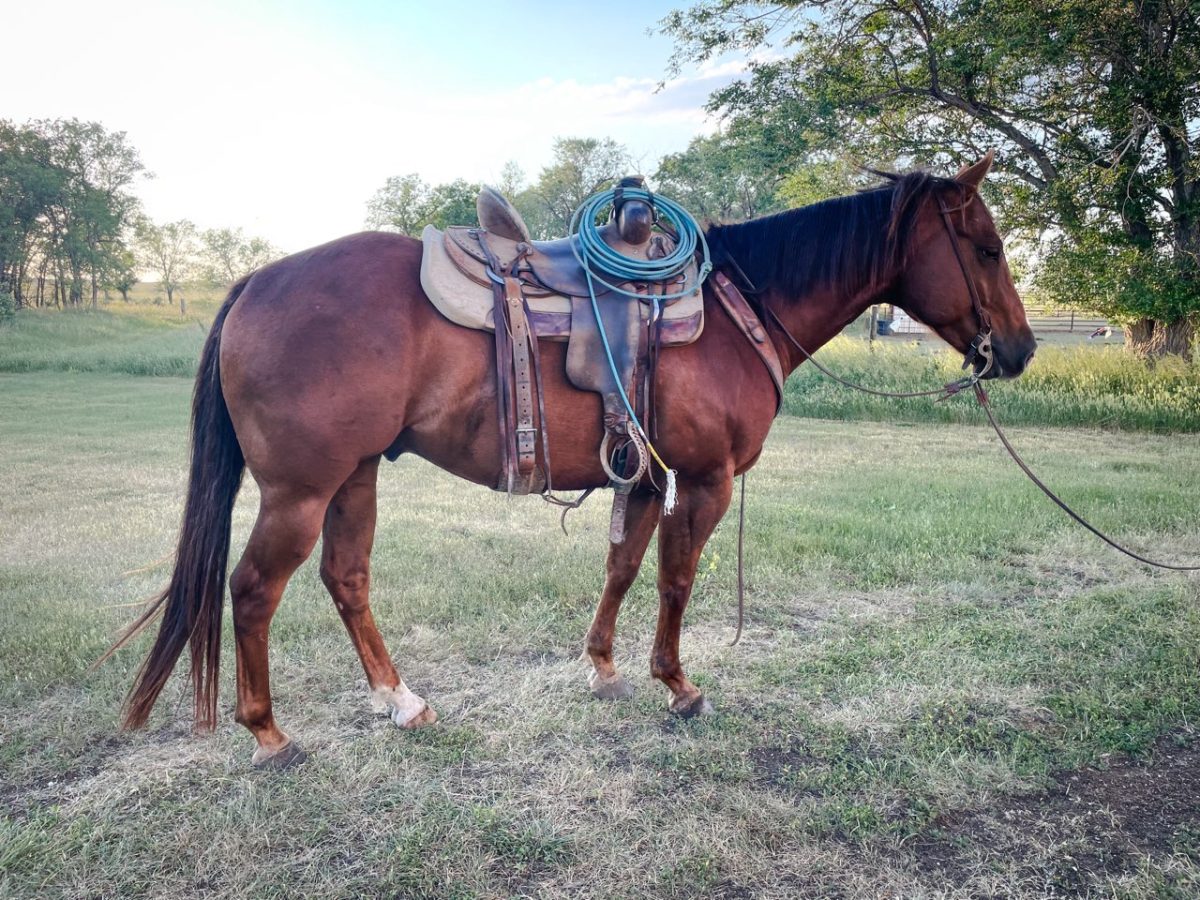Lot 59 - Cowboys French Guy