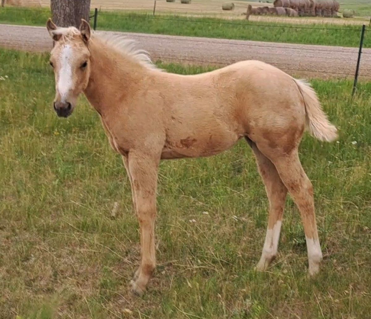 Lot 51 -