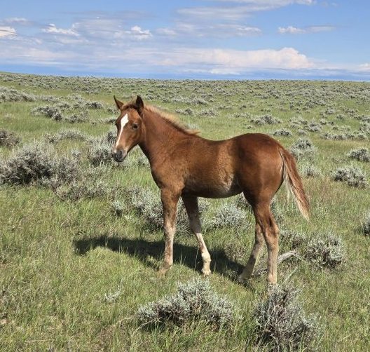 Lot 40 Boonys Wyoming Chick