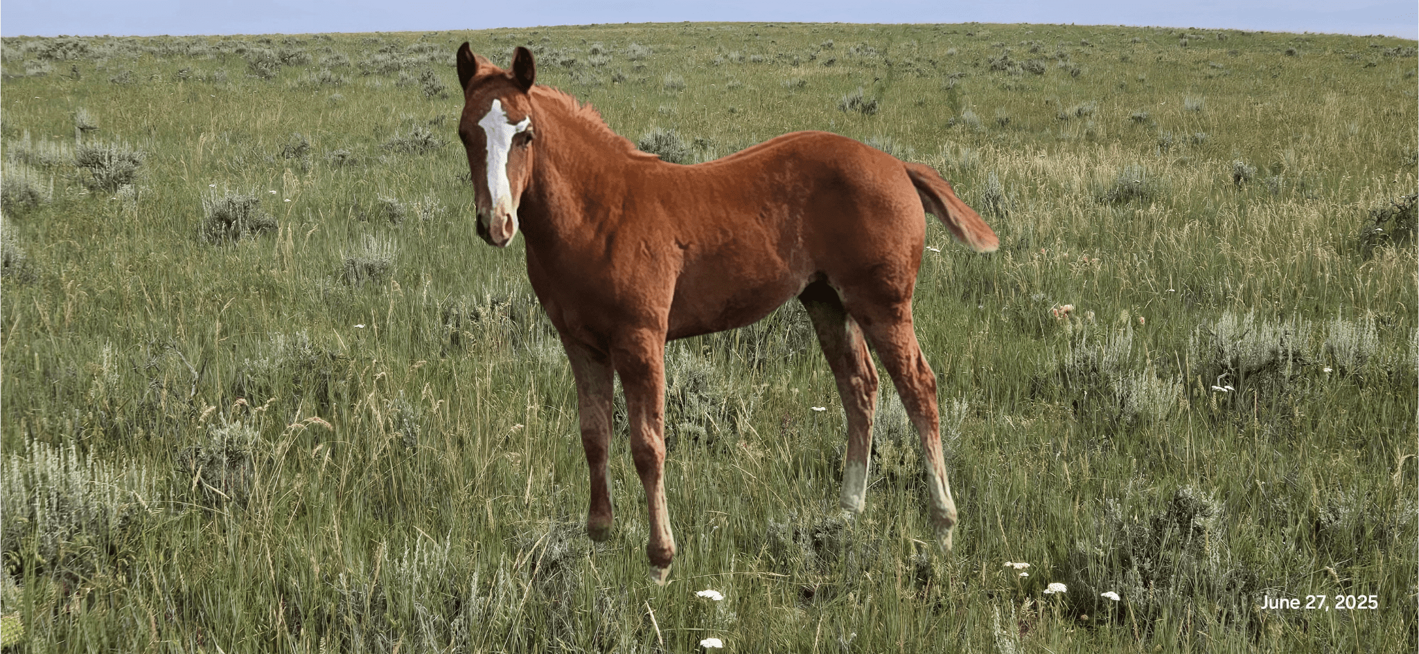 Lot 41 Cees Royal Lady