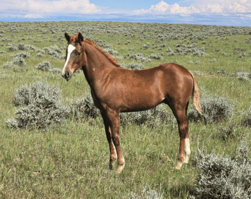 Lot 42 Cees Smart Cat