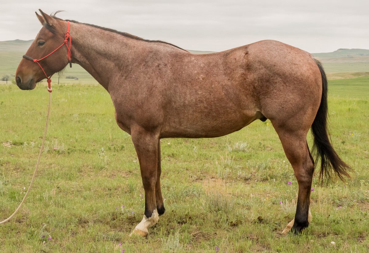 Lot 78 Rodeo Royal Frost
