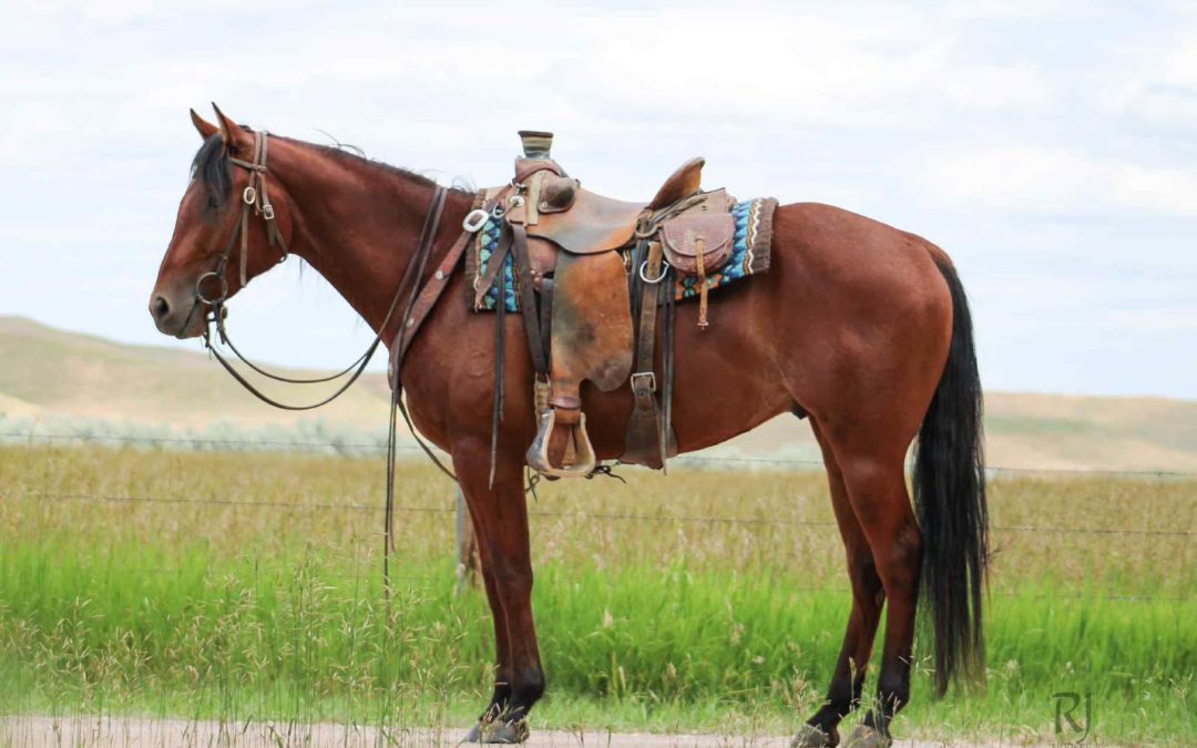 Lot 6 Dox Dakota Tivio