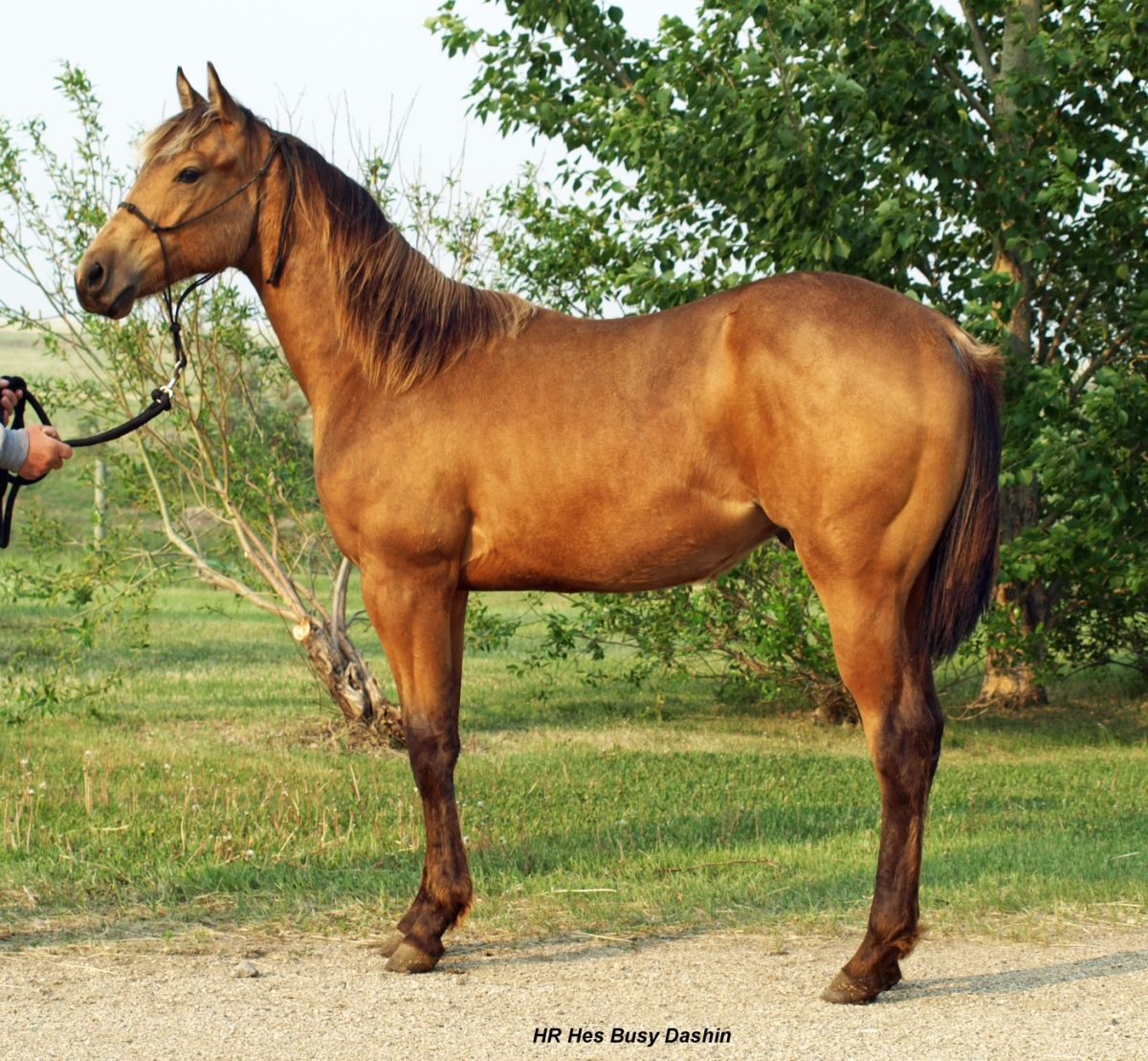 Lot 68 HR Hes Busy Dashin